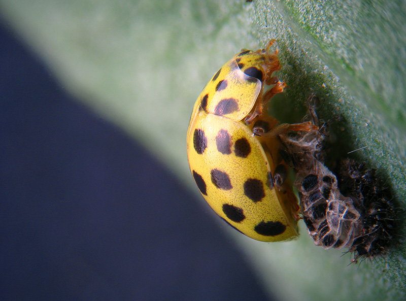 Coccinellidae:   Psyllobora vigintiduopunctata